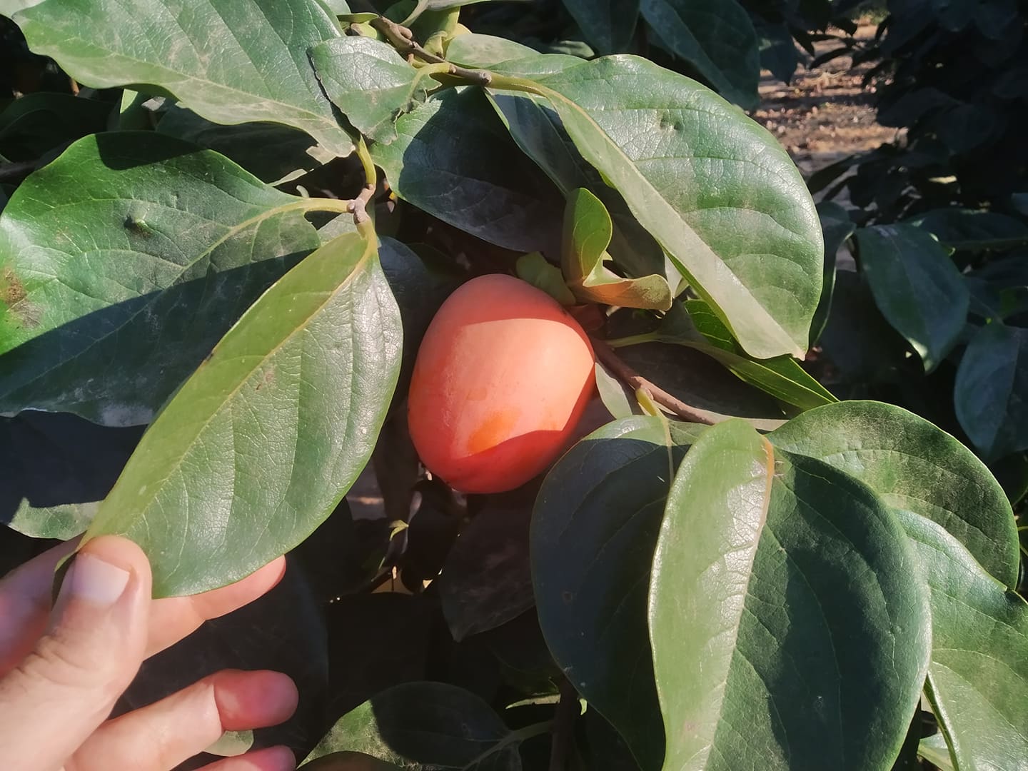 Khaki fruits